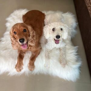 Teddy Pet Bed - (Code PCPB7)